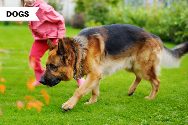 Best large breed outlet family dog